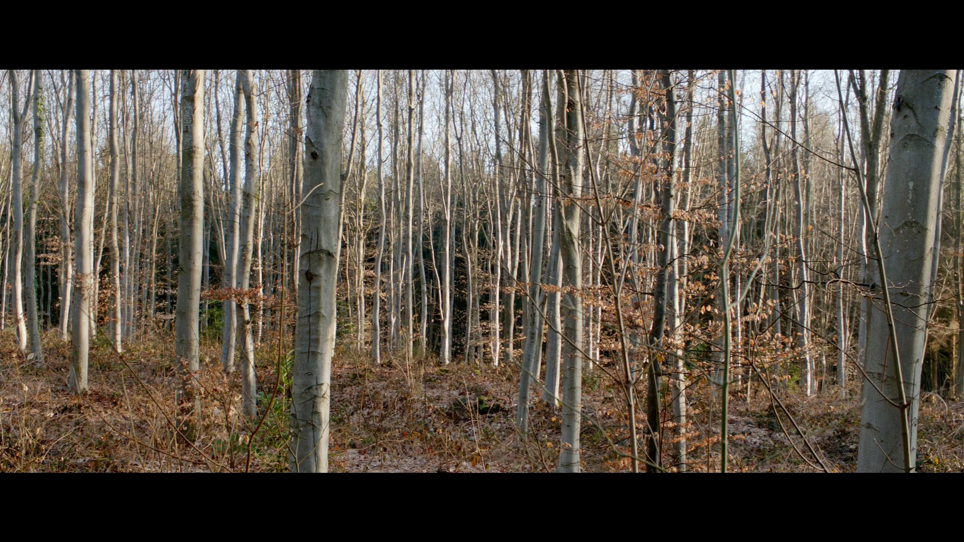 Vidéo vimeo