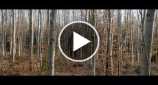 Vidéo vimeo